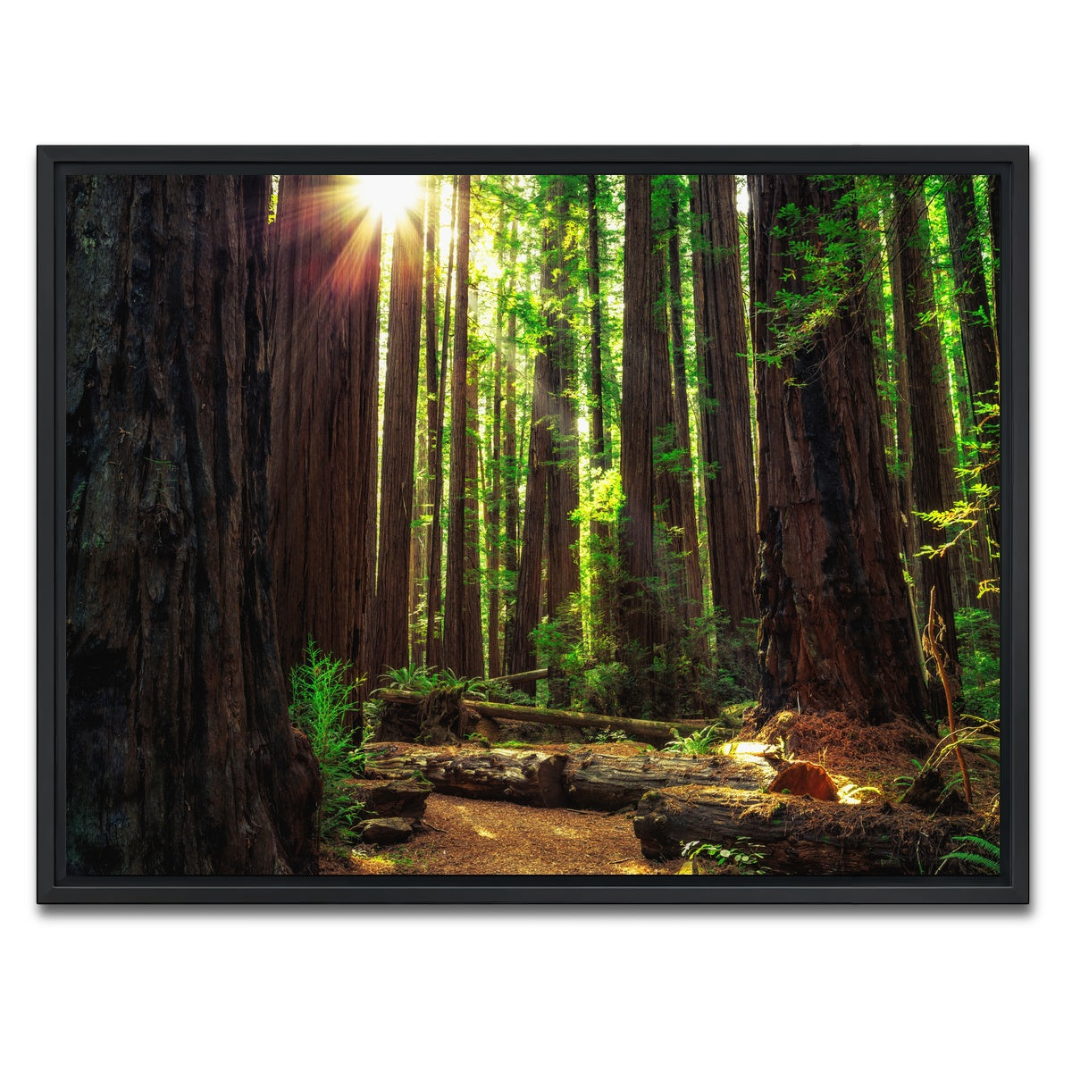 AUTO-MOCKUP WHITE | Sunrise in the Redwoods | 1 Piece | Black Framed Canvas | group=4x3
