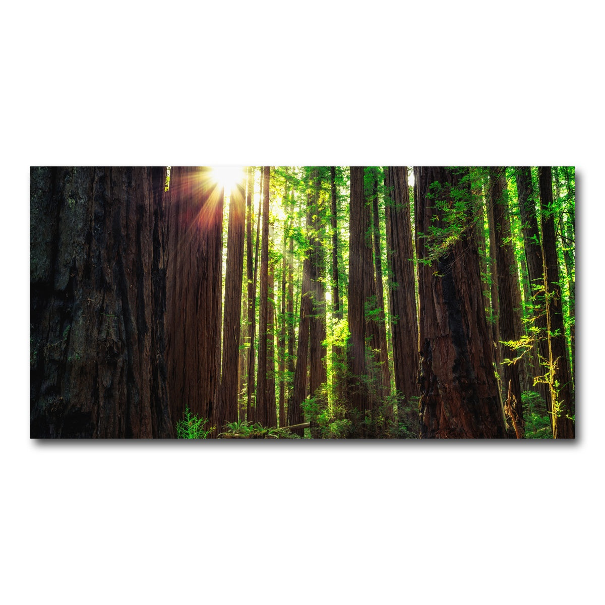 AUTO-MOCKUP WHITE | Sunrise in the Redwoods | 1 Piece | Gallery Wrap Canvas | group=2x1