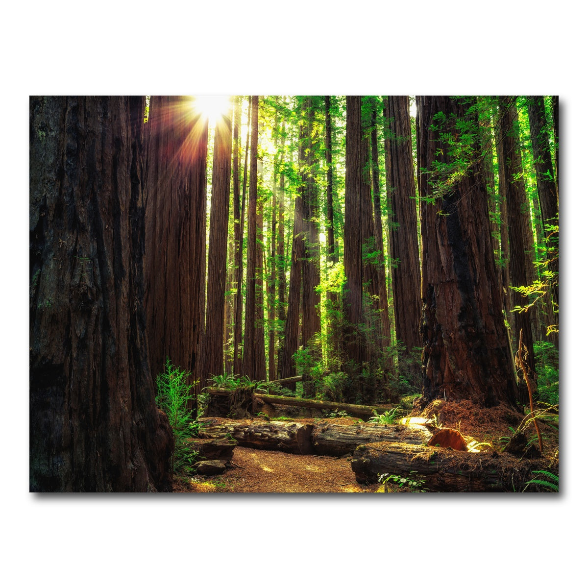 AUTO-MOCKUP WHITE | Sunrise in the Redwoods | 1 Piece | Gallery Wrap Canvas | group=4x3