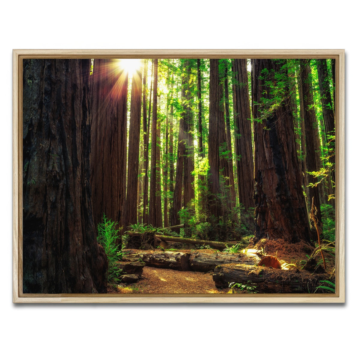 AUTO-MOCKUP WHITE | Sunrise in the Redwoods | 1 Piece | Natural Framed Canvas | group=4x3