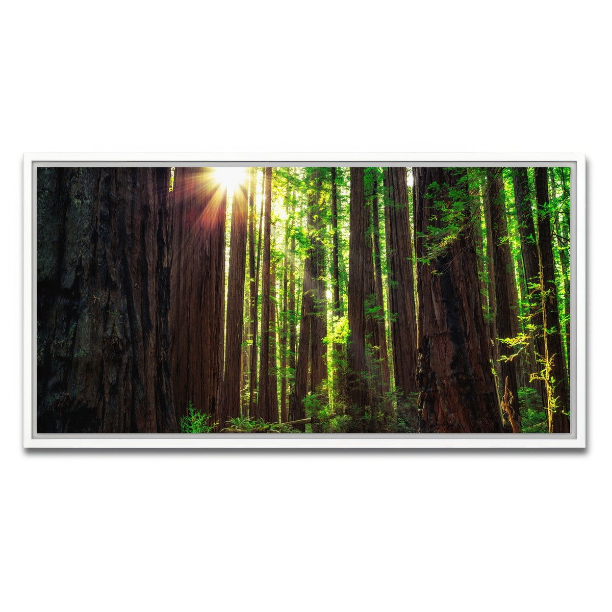 AUTO-MOCKUP WHITE | Sunrise in the Redwoods | 1 Piece | White Framed Canvas | group=2x1