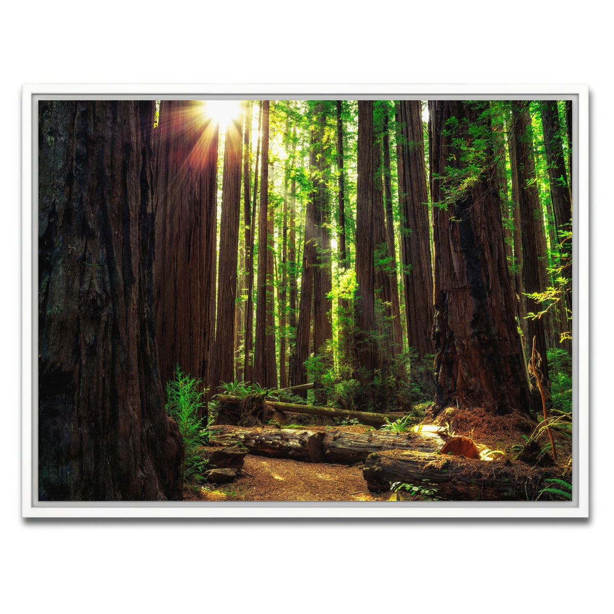 AUTO-MOCKUP WHITE | Sunrise in the Redwoods | 1 Piece | White Framed Canvas | group=4x3