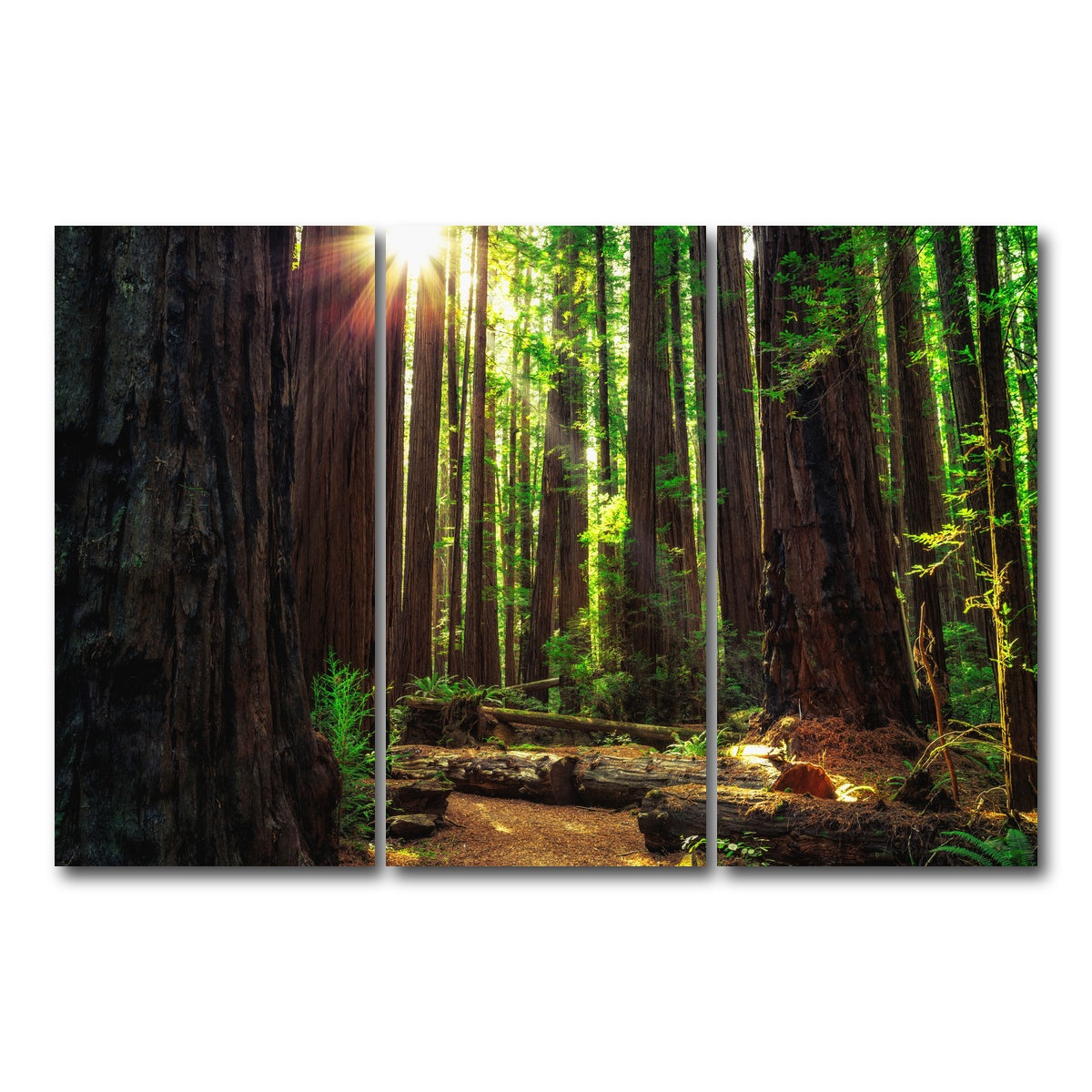 AUTO-MOCKUP WHITE | Sunrise in the Redwoods | 3 Piece | Gallery Wrap Canvas | group=12x24