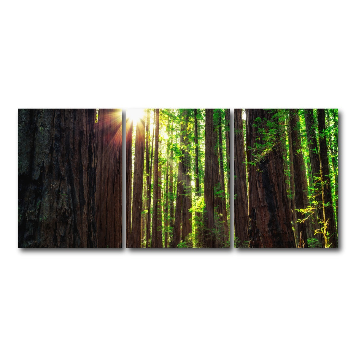 AUTO-MOCKUP WHITE | Sunrise in the Redwoods | 3 Piece | Gallery Wrap Canvas | group=18x24