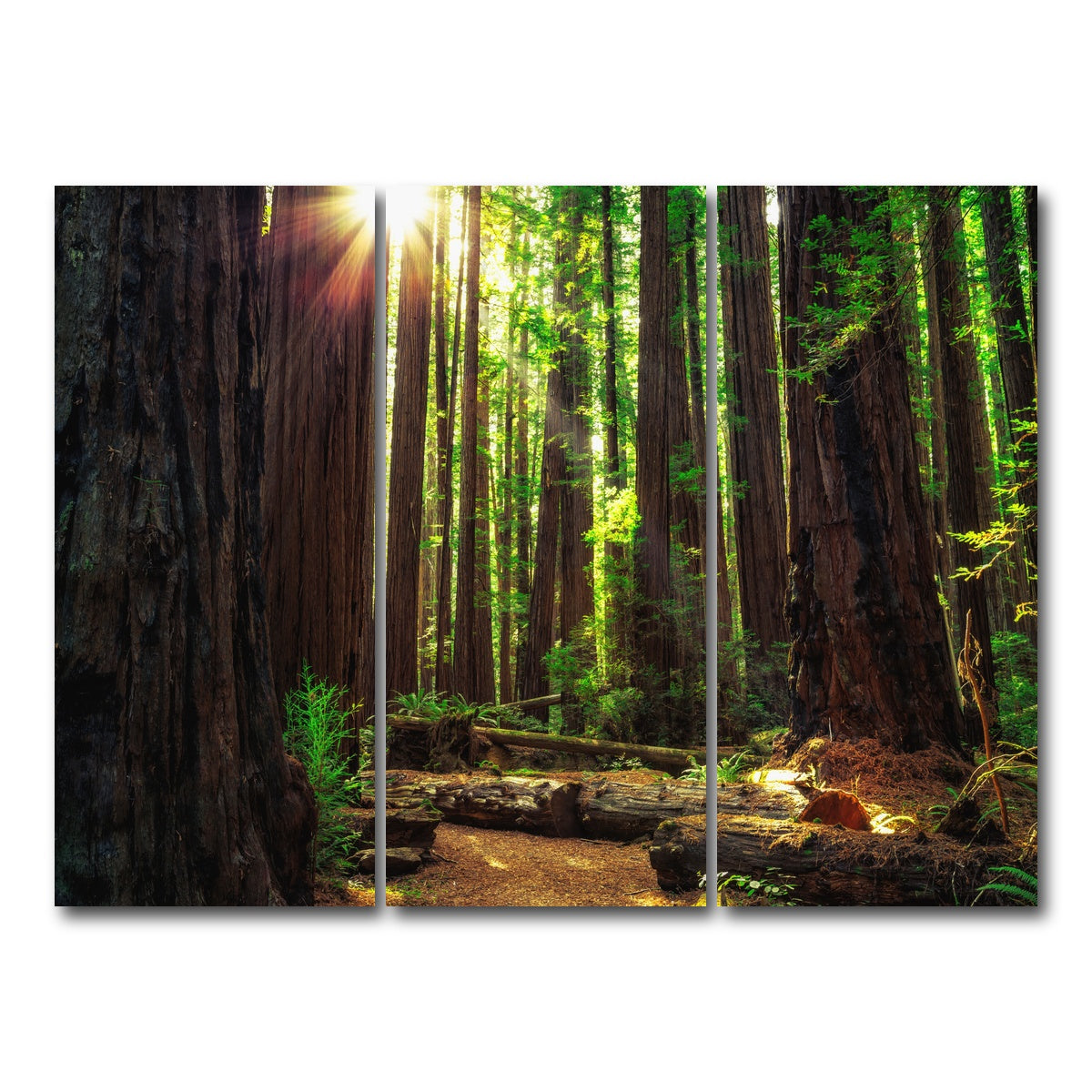 AUTO-MOCKUP WHITE | Sunrise in the Redwoods | 3 Piece | Gallery Wrap Canvas | group=8x18