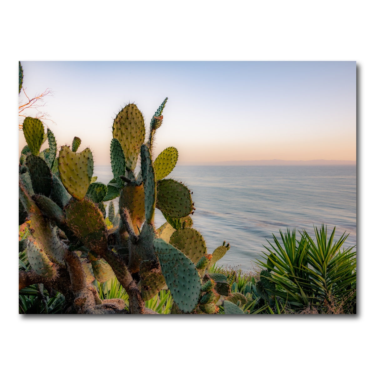 AUTO-MOCKUP WHITE | Sunset Cactus | 1 Piece | Gallery Wrap Canvas | group=4x3