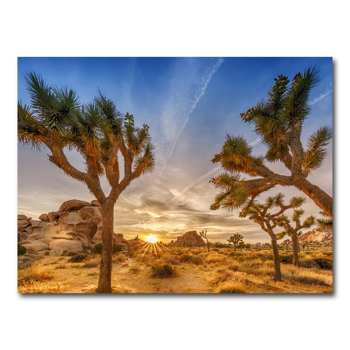 AUTO-MOCKUP WHITE | Sunset at Joshua Tree National Park | 1 Piece | Gallery Wrap Canvas | group=4x3