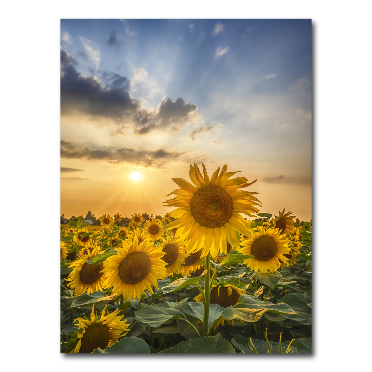 AUTO-MOCKUP WHITE | Sunset with beautiful sunflowers | 1 Piece | Gallery Wrap Canvas | group=3x4