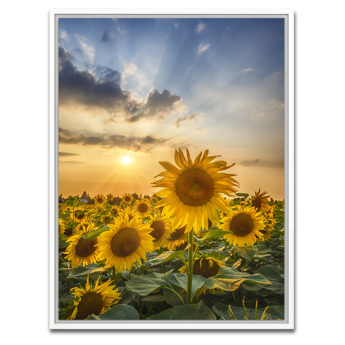AUTO-MOCKUP WHITE | Sunset with beautiful sunflowers | 1 Piece | White Framed Canvas | group=3x4