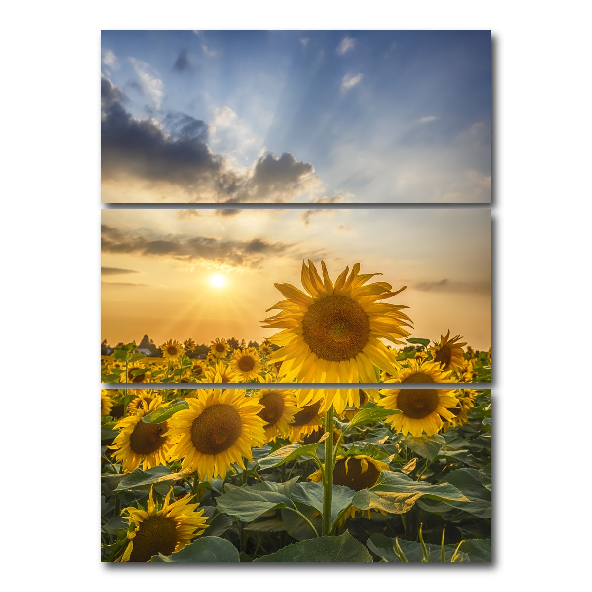 AUTO-MOCKUP WHITE | Sunset with beautiful sunflowers | 3 Piece | Gallery Wrap Canvas | group=8x18_stacked
