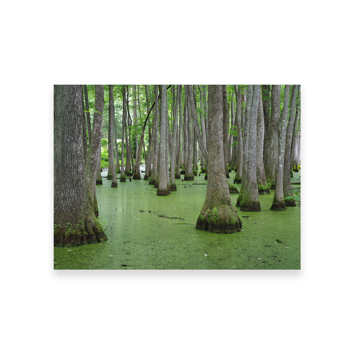 Swampland - Tallahassee Wall Art