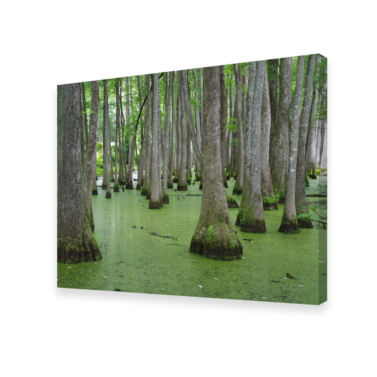 Swampland - Tallahassee Wall Art