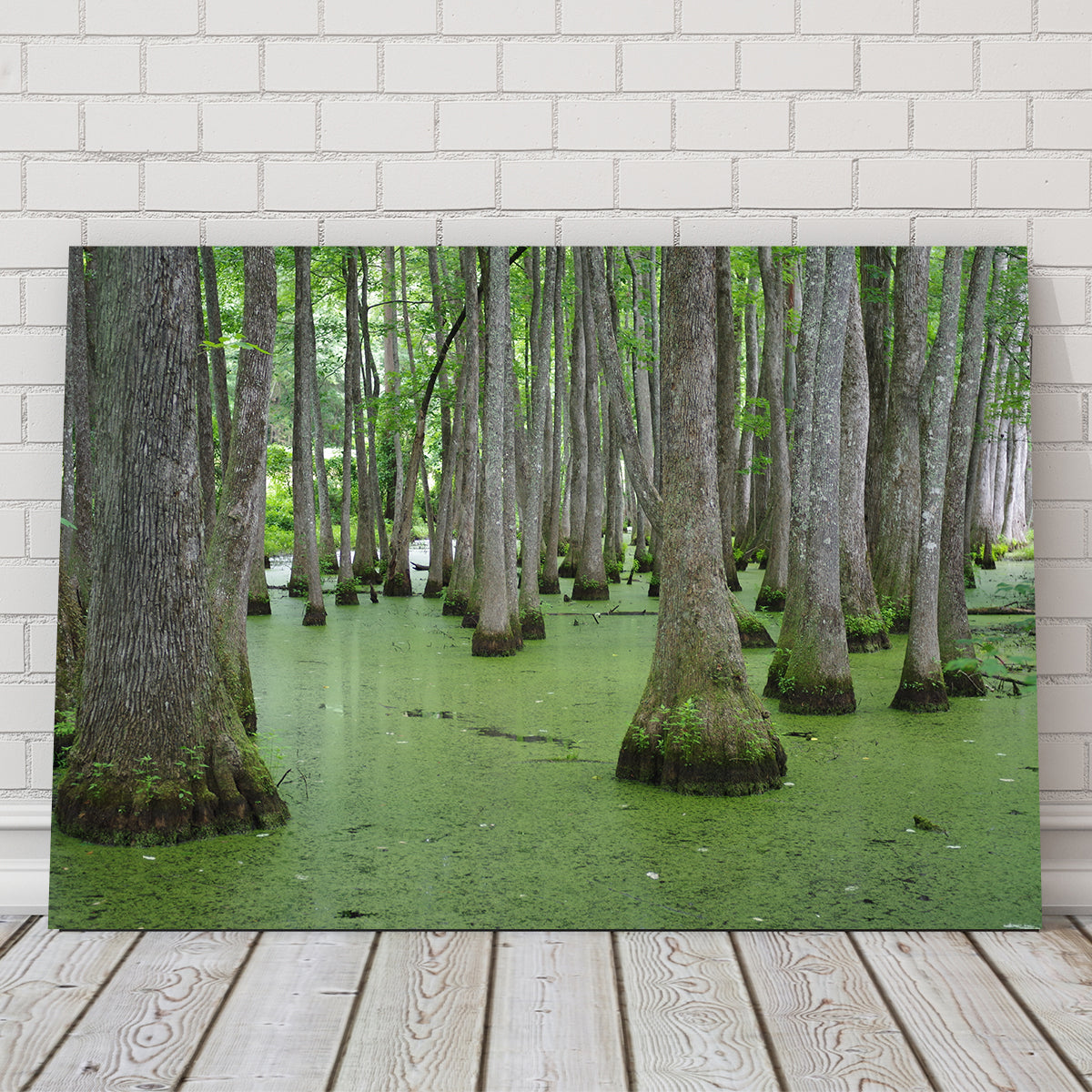 Swampland - Tallahassee Wall Art