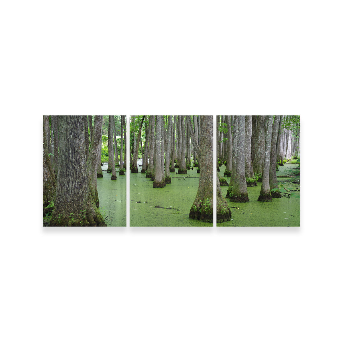 Swampland - Tallahassee Wall Art