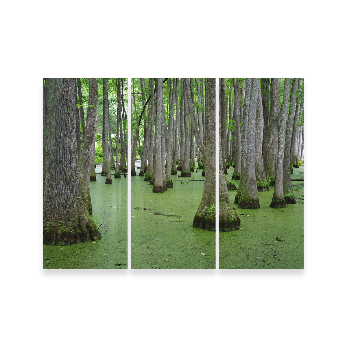 Swampland - Tallahassee Wall Art