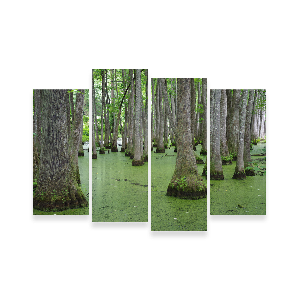 Swampland - Tallahassee Wall Art