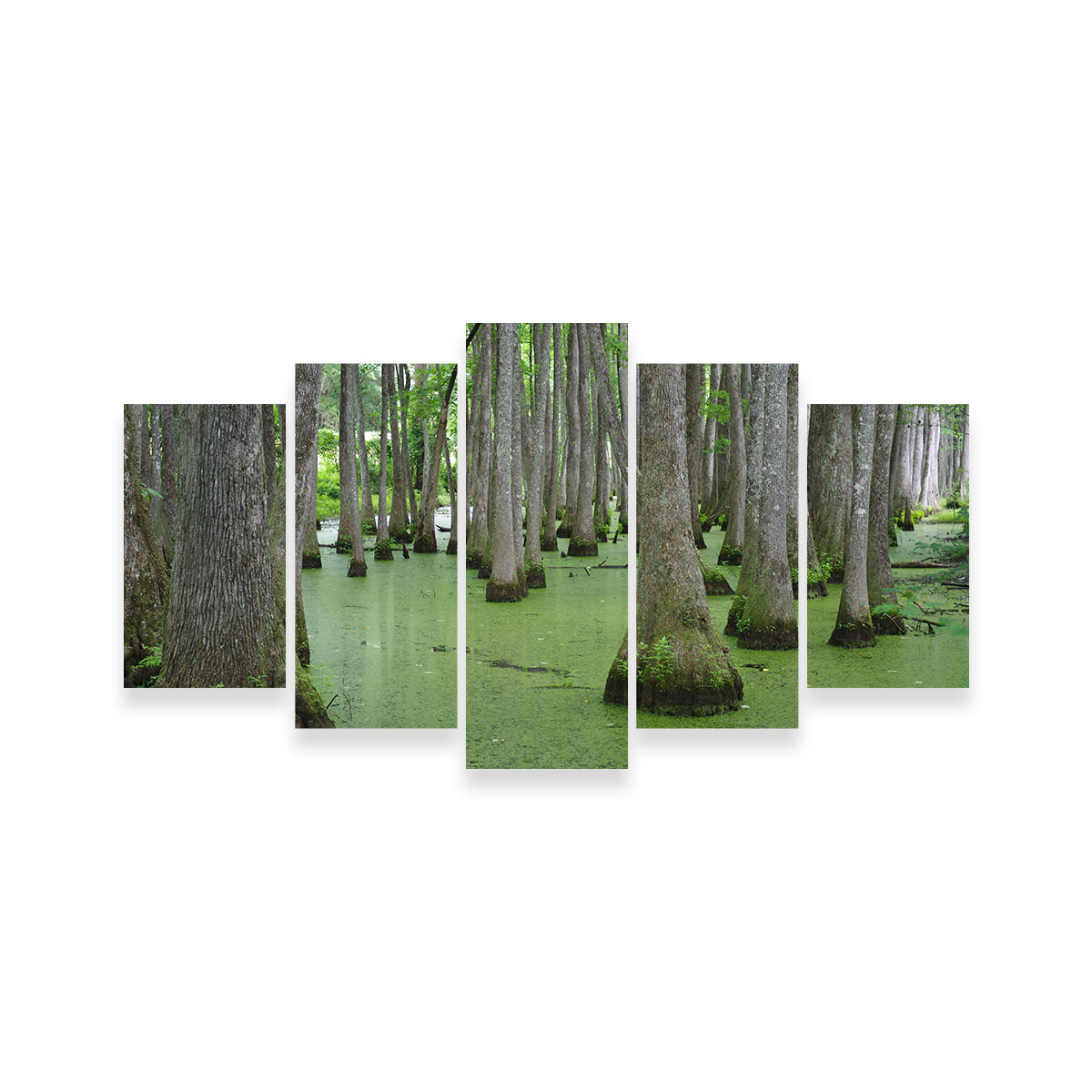 Swampland - Tallahassee Wall Art
