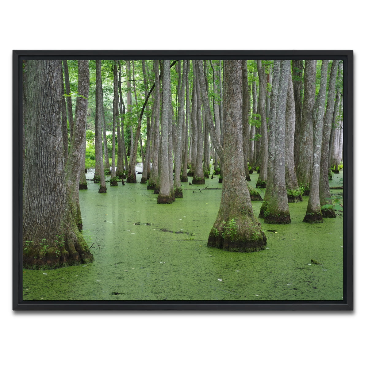 AUTO-MOCKUP WHITE | Swampland - Tallahassee | 1 Piece | Black Framed Canvas | group=4x3