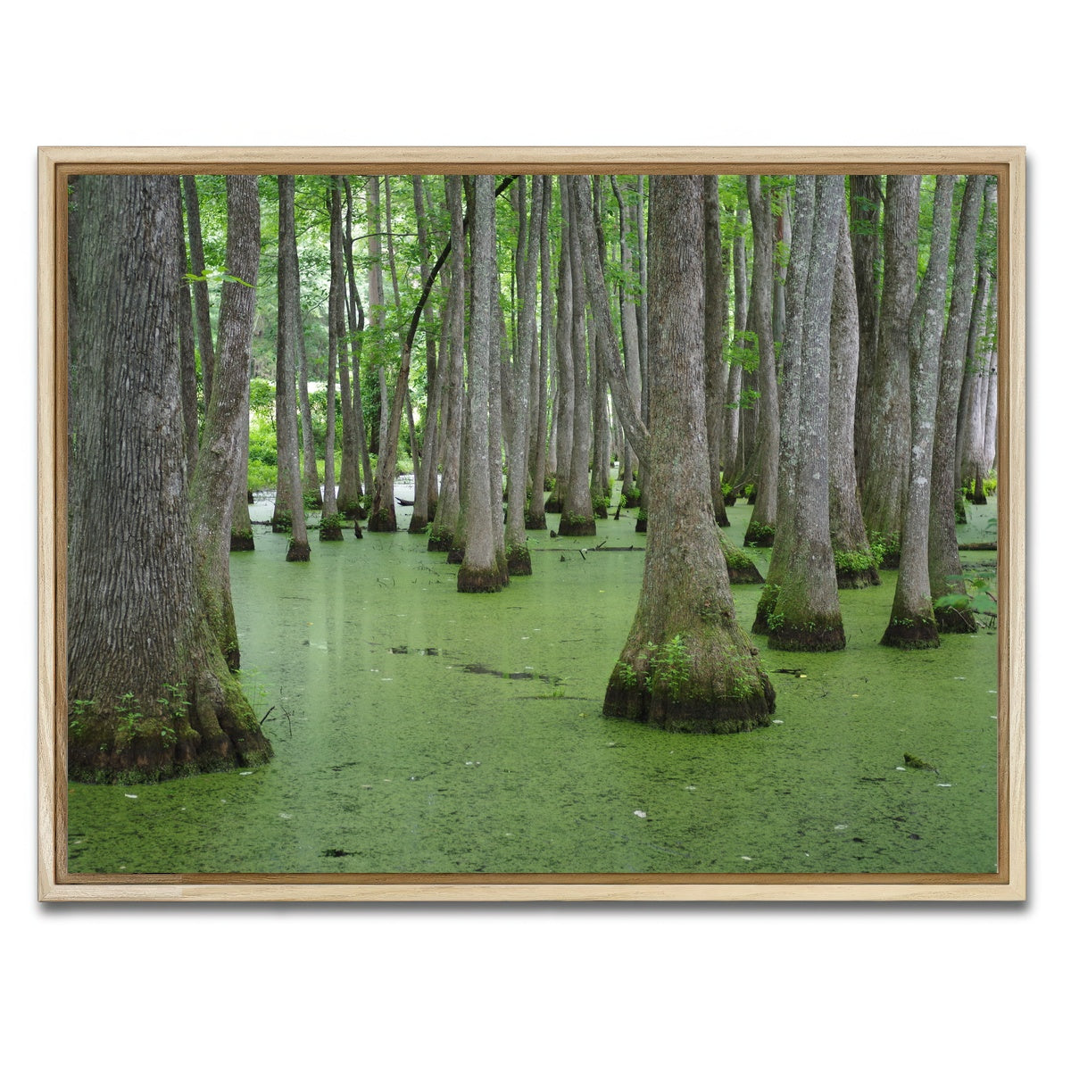 AUTO-MOCKUP WHITE | Swampland - Tallahassee | 1 Piece | Natural Framed Canvas | group=4x3