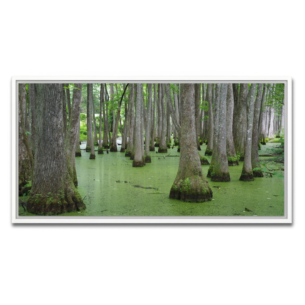 AUTO-MOCKUP WHITE | Swampland - Tallahassee | 1 Piece | White Framed Canvas | group=2x1