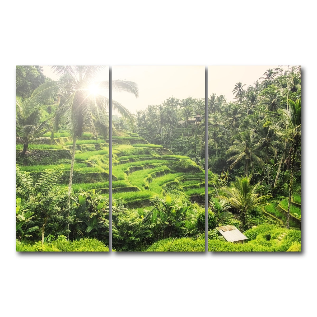 AUTO-MOCKUP WHITE | Tegallalang | 3 Piece | Gallery Wrap Canvas | group=12x24