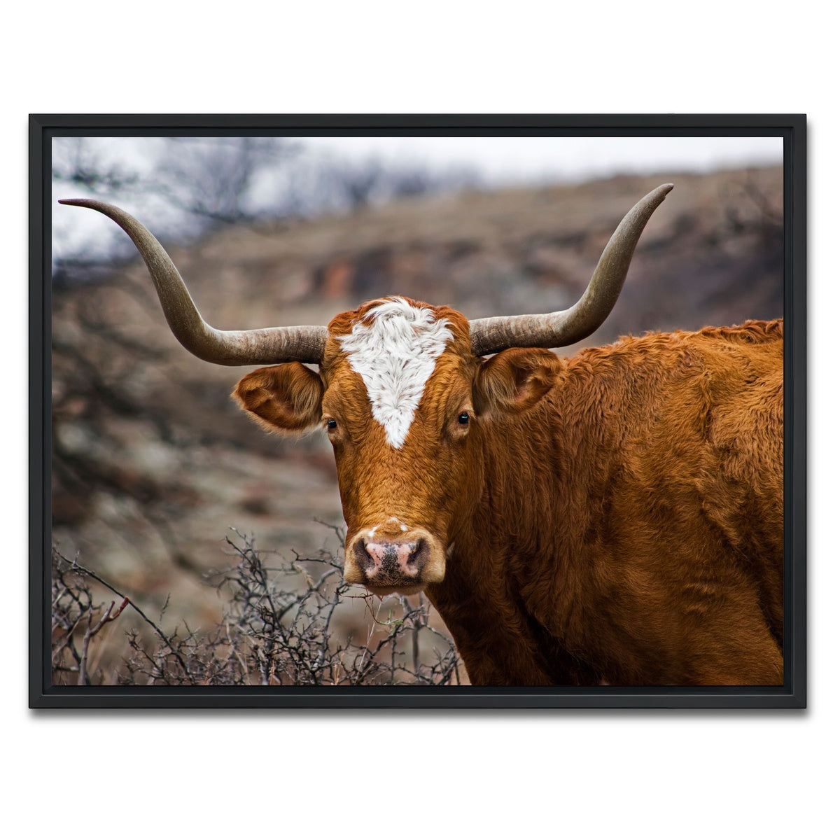 AUTO-MOCKUP WHITE | Texas Longhorn | 1 Piece | Black Framed Canvas | group=4x3