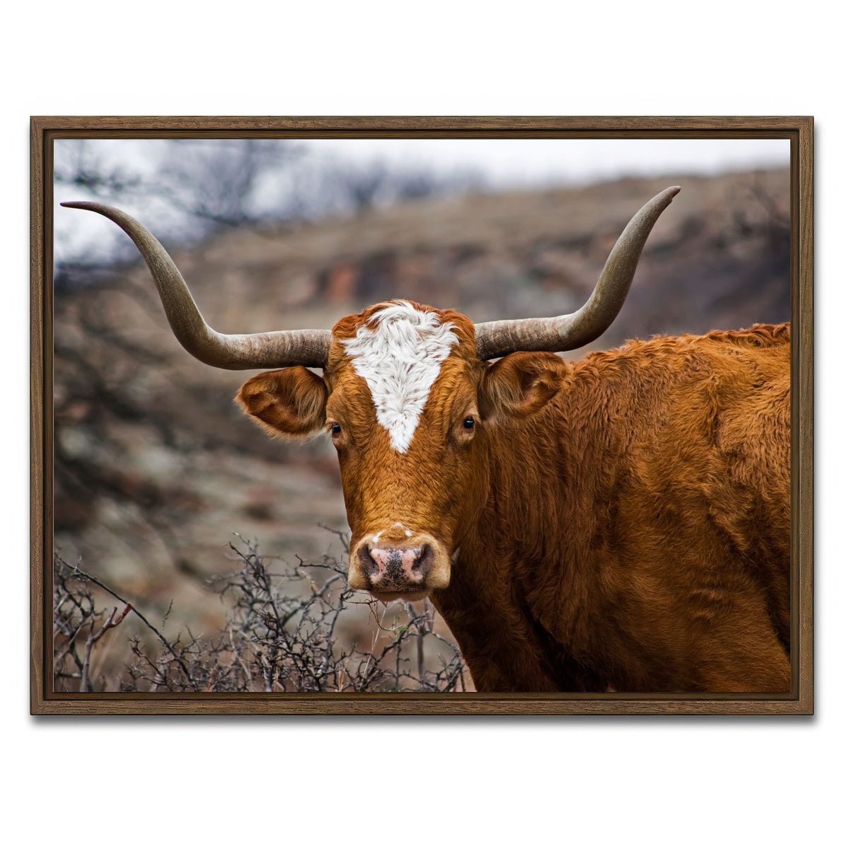 AUTO-MOCKUP WHITE | Texas Longhorn | 1 Piece | Walnut Framed Canvas | group=4x3