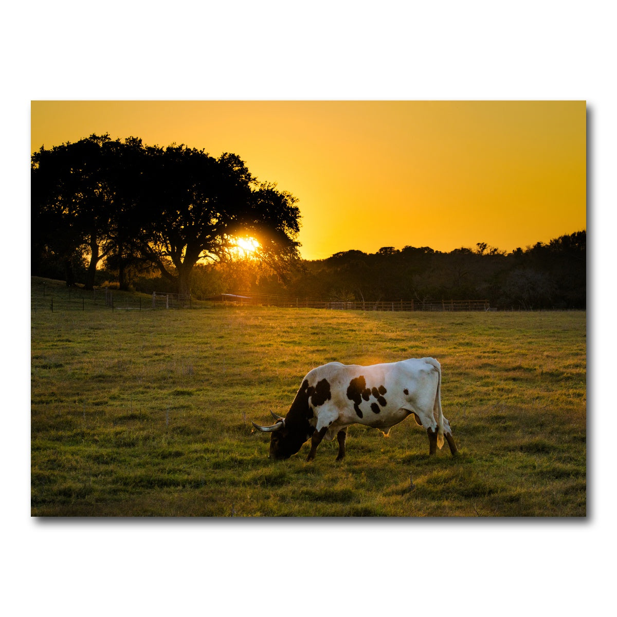 AUTO-MOCKUP WHITE | Texas Longhorn at Sunset | 1 Piece | Gallery Wrap Canvas | group=4x3
