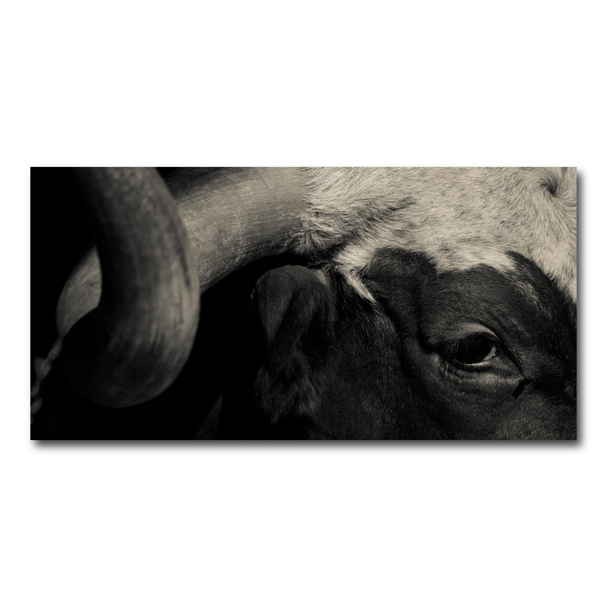 AUTO-MOCKUP WHITE | Texas Longhorn cow | 1 Piece | Gallery Wrap Canvas | group=2x1
