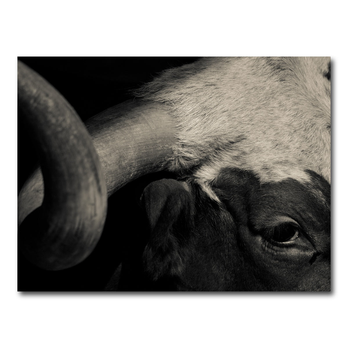AUTO-MOCKUP WHITE | Texas Longhorn cow | 1 Piece | Gallery Wrap Canvas | group=4x3