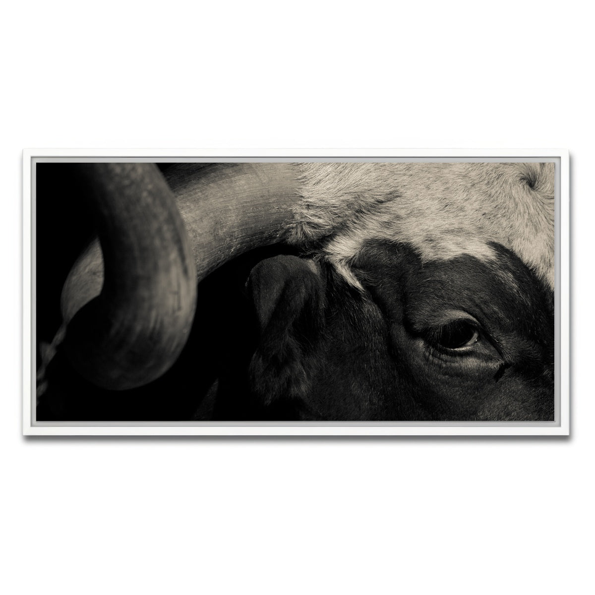 AUTO-MOCKUP WHITE | Texas Longhorn cow | 1 Piece | White Framed Canvas | group=2x1