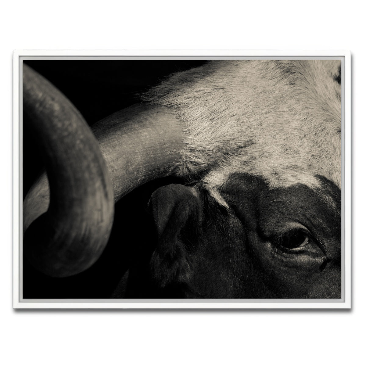 AUTO-MOCKUP WHITE | Texas Longhorn cow | 1 Piece | White Framed Canvas | group=4x3