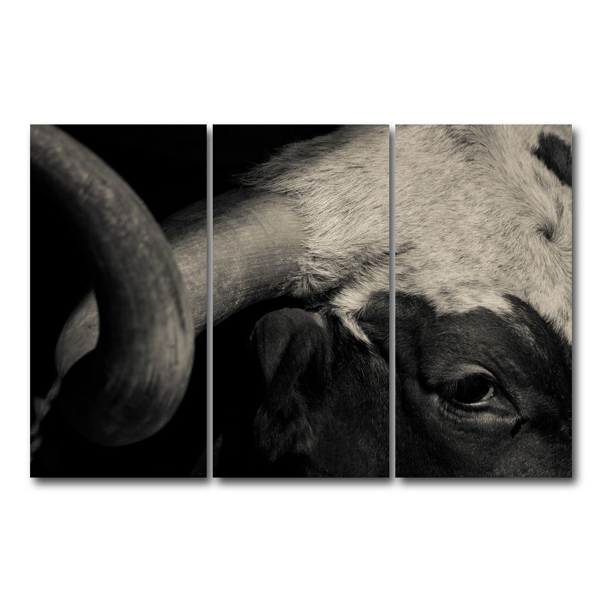 AUTO-MOCKUP WHITE | Texas Longhorn cow | 3 Piece | Gallery Wrap Canvas | group=12x24
