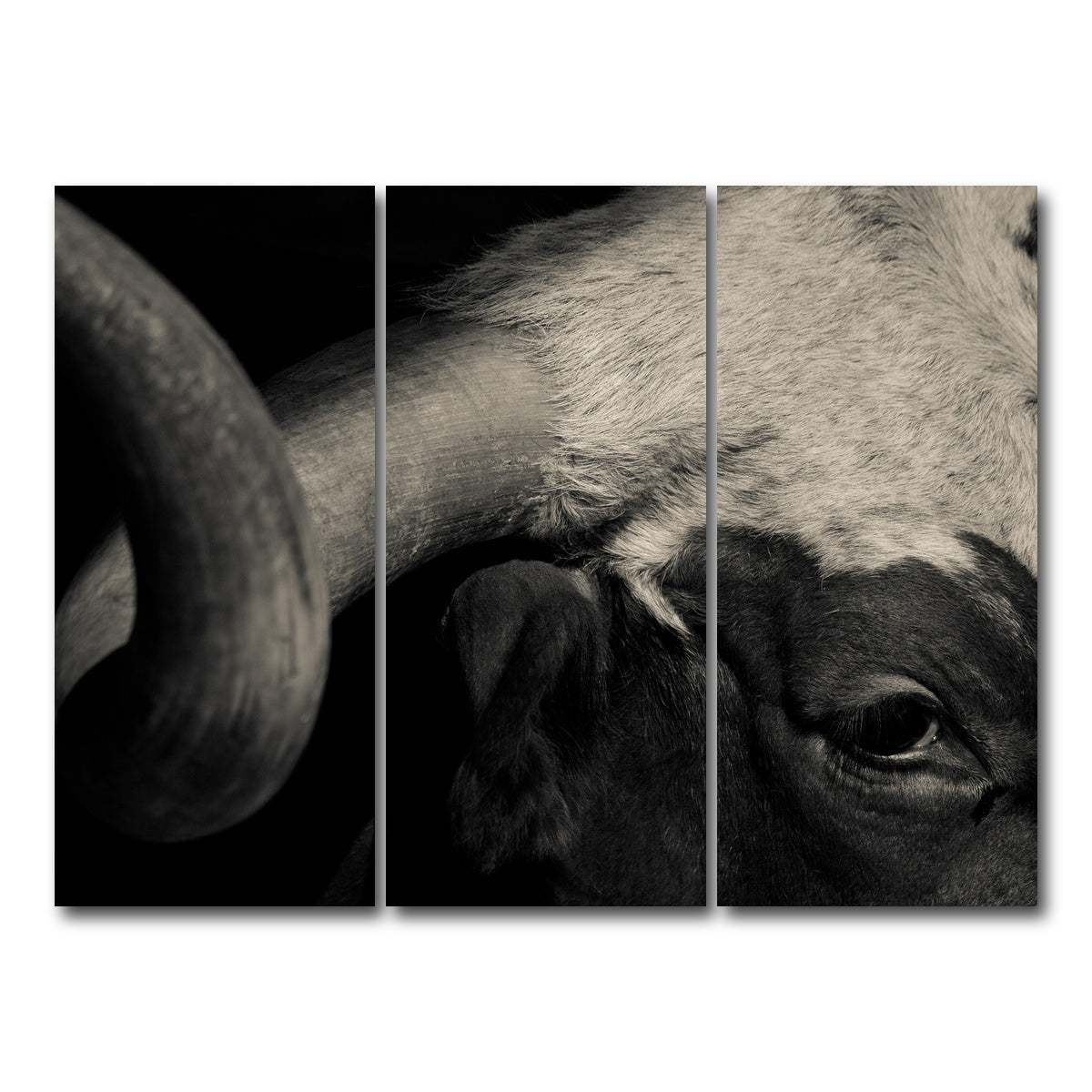 AUTO-MOCKUP WHITE | Texas Longhorn cow | 3 Piece | Gallery Wrap Canvas | group=8x18