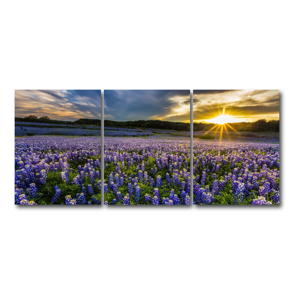 AUTO-MOCKUP WHITE | Texas bluebonnet field Muleshoe Bend | 3 Piece | Gallery Wrap Canvas | group=18x24