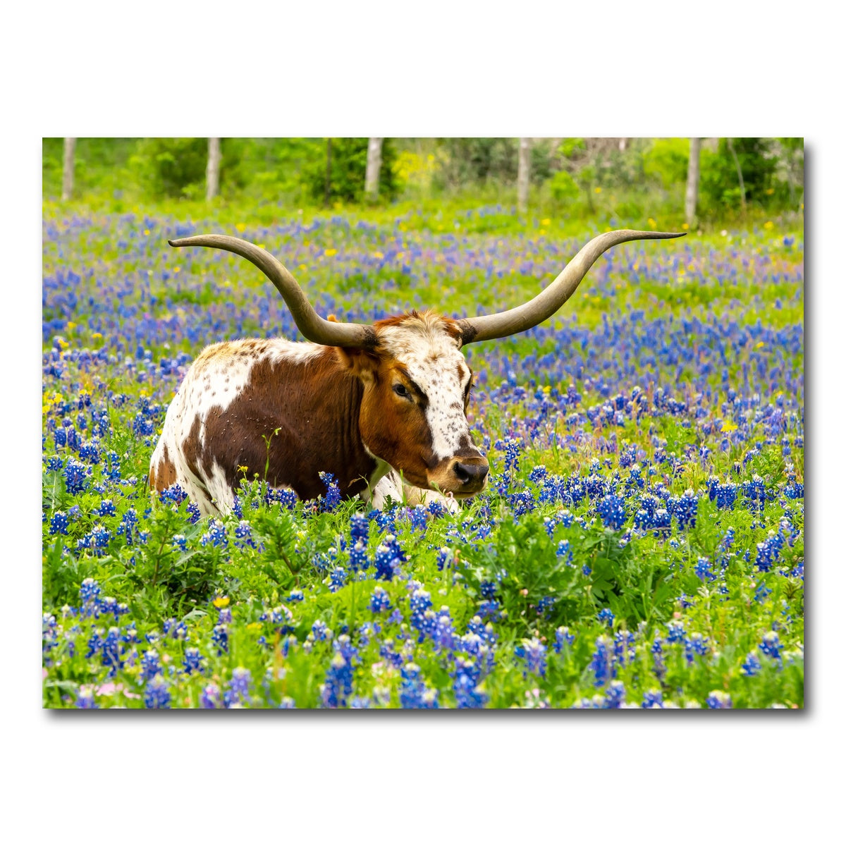 AUTO-MOCKUP WHITE | Texas longhorn bull | 1 Piece | Gallery Wrap Canvas | group=4x3