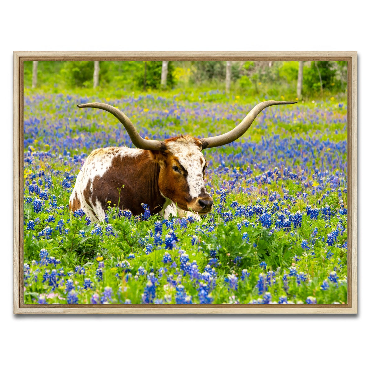 AUTO-MOCKUP WHITE | Texas longhorn bull | 1 Piece | Natural Framed Canvas | group=4x3