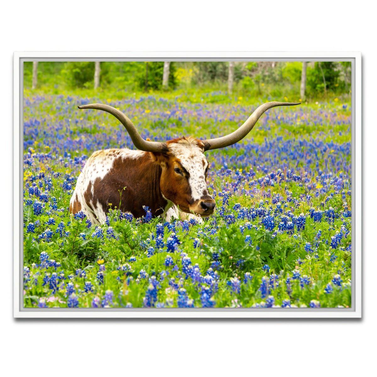 AUTO-MOCKUP WHITE | Texas longhorn bull | 1 Piece | White Framed Canvas | group=4x3