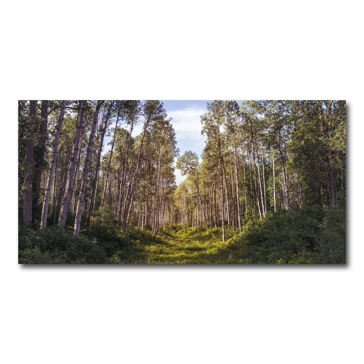 AUTO-MOCKUP WHITE | The Grove | 1 Piece | Gallery Wrap Canvas | group=2x1