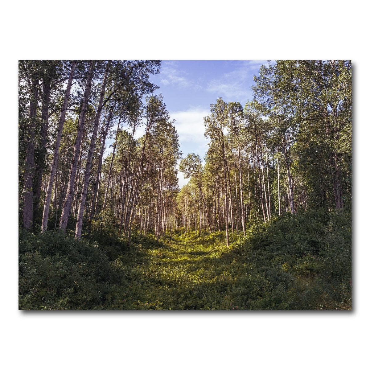 AUTO-MOCKUP WHITE | The Grove | 1 Piece | Gallery Wrap Canvas | group=4x3