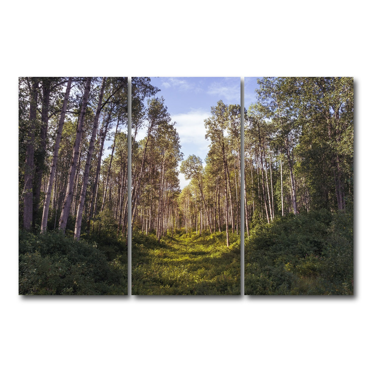 AUTO-MOCKUP WHITE | The Grove | 3 Piece | Gallery Wrap Canvas | group=12x24