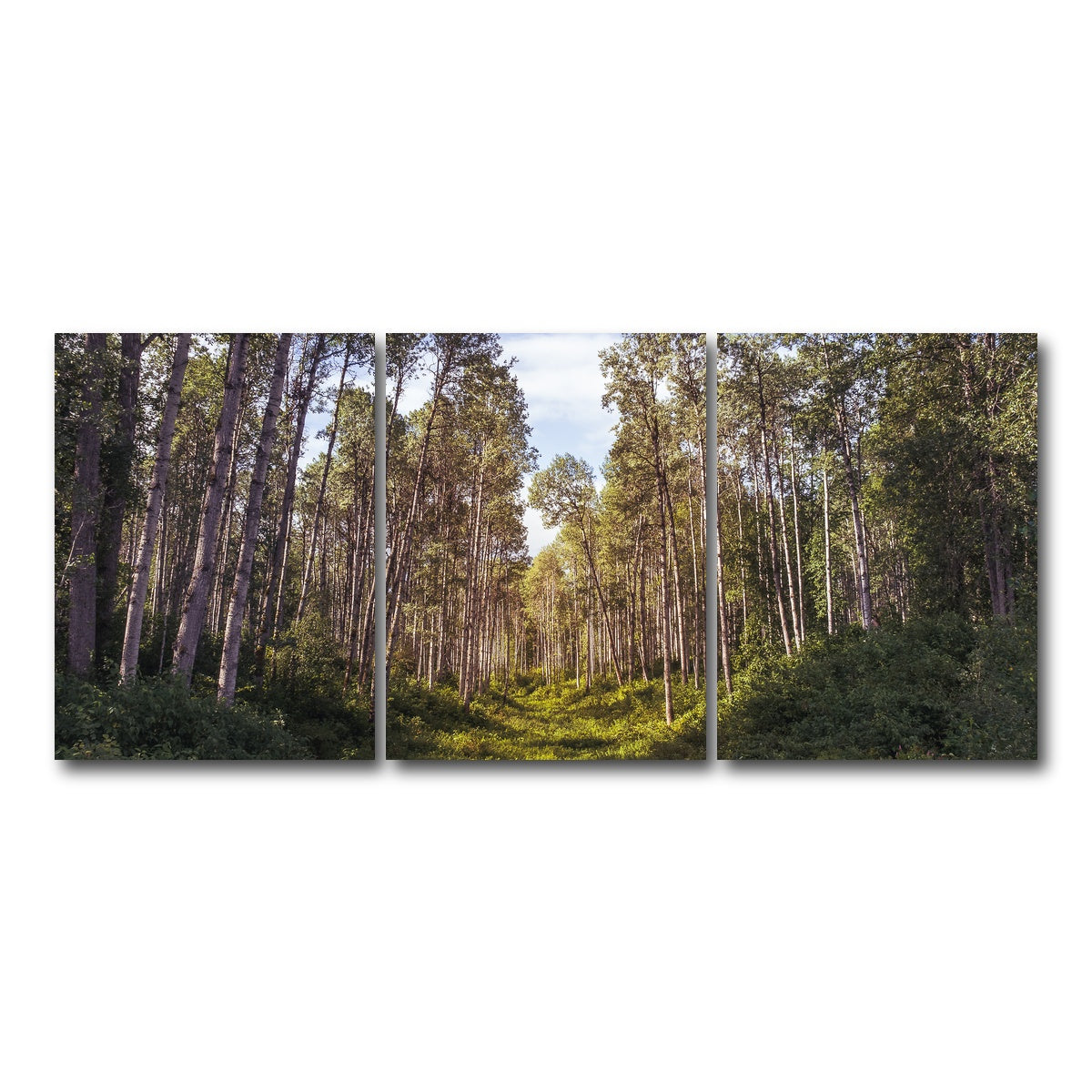 AUTO-MOCKUP WHITE | The Grove | 3 Piece | Gallery Wrap Canvas | group=18x24