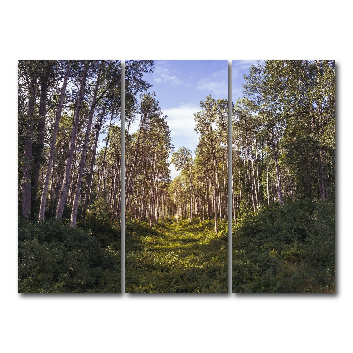 AUTO-MOCKUP WHITE | The Grove | 3 Piece | Gallery Wrap Canvas | group=8x18