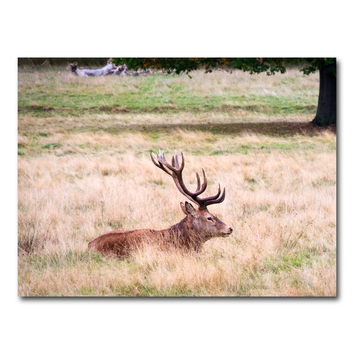 AUTO-MOCKUP WHITE | The Stag | 1 Piece | Gallery Wrap Canvas | group=4x3