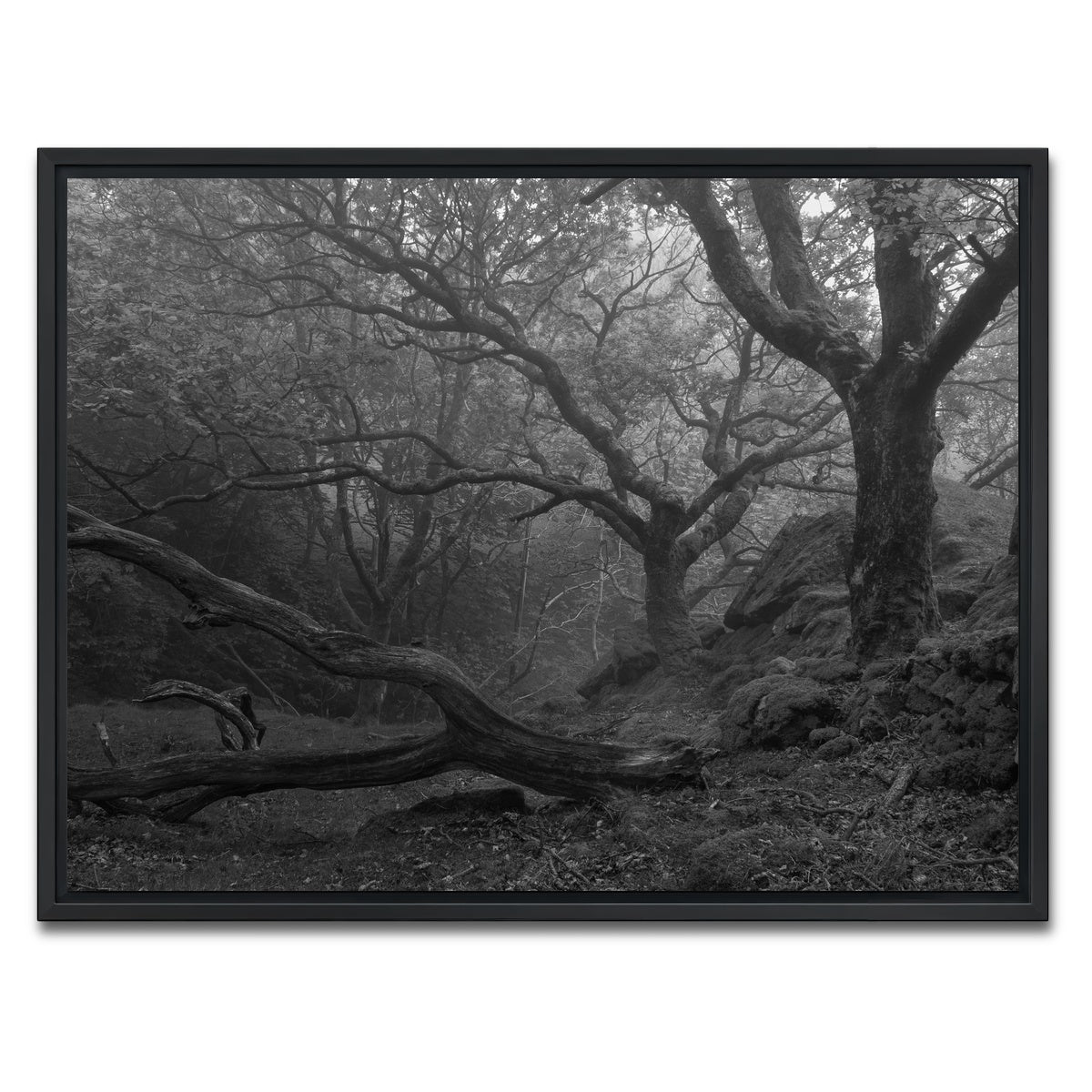 AUTO-MOCKUP WHITE | Thick Roots | 1 Piece | Black Framed Canvas | group=4x3