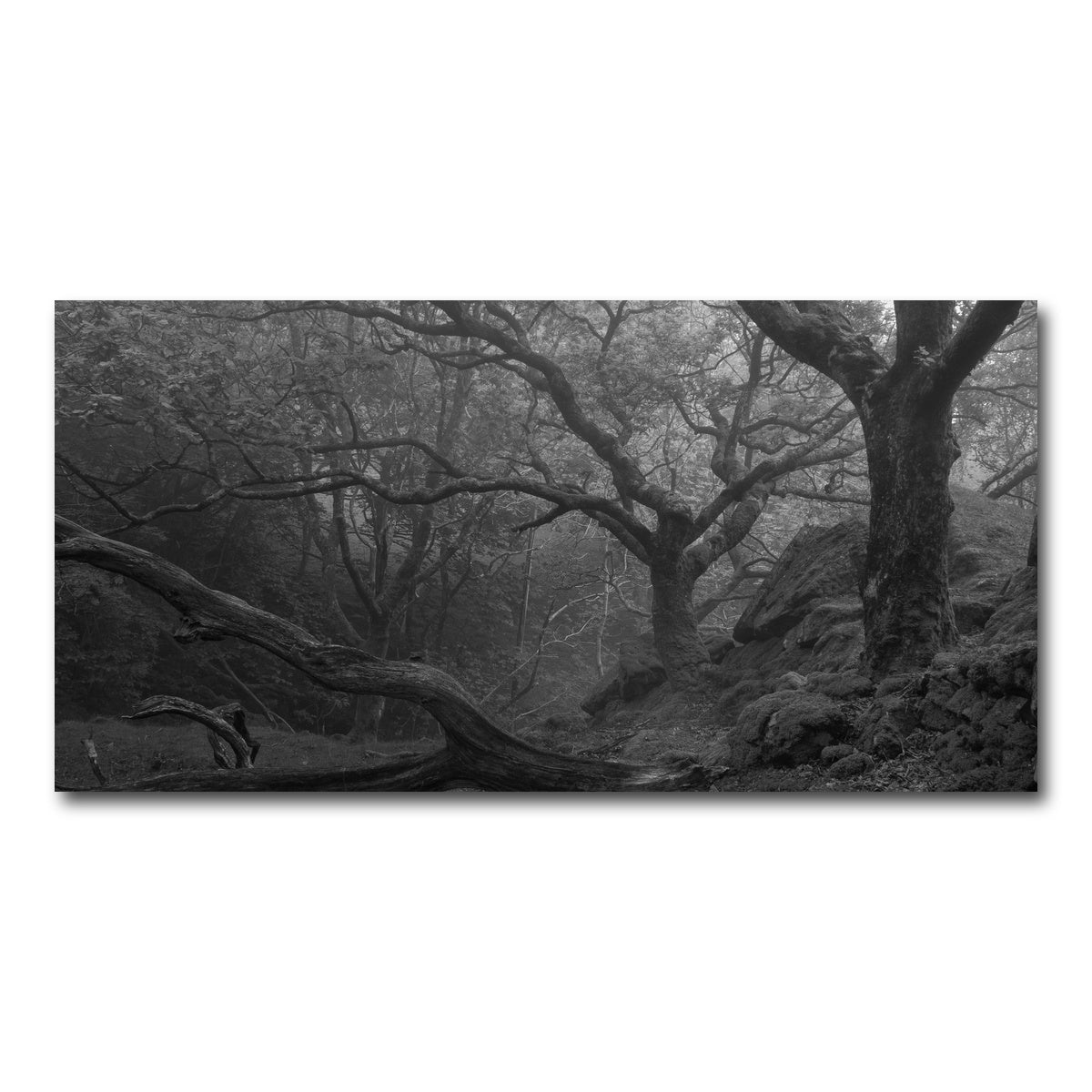 AUTO-MOCKUP WHITE | Thick Roots | 1 Piece | Gallery Wrap Canvas | group=2x1