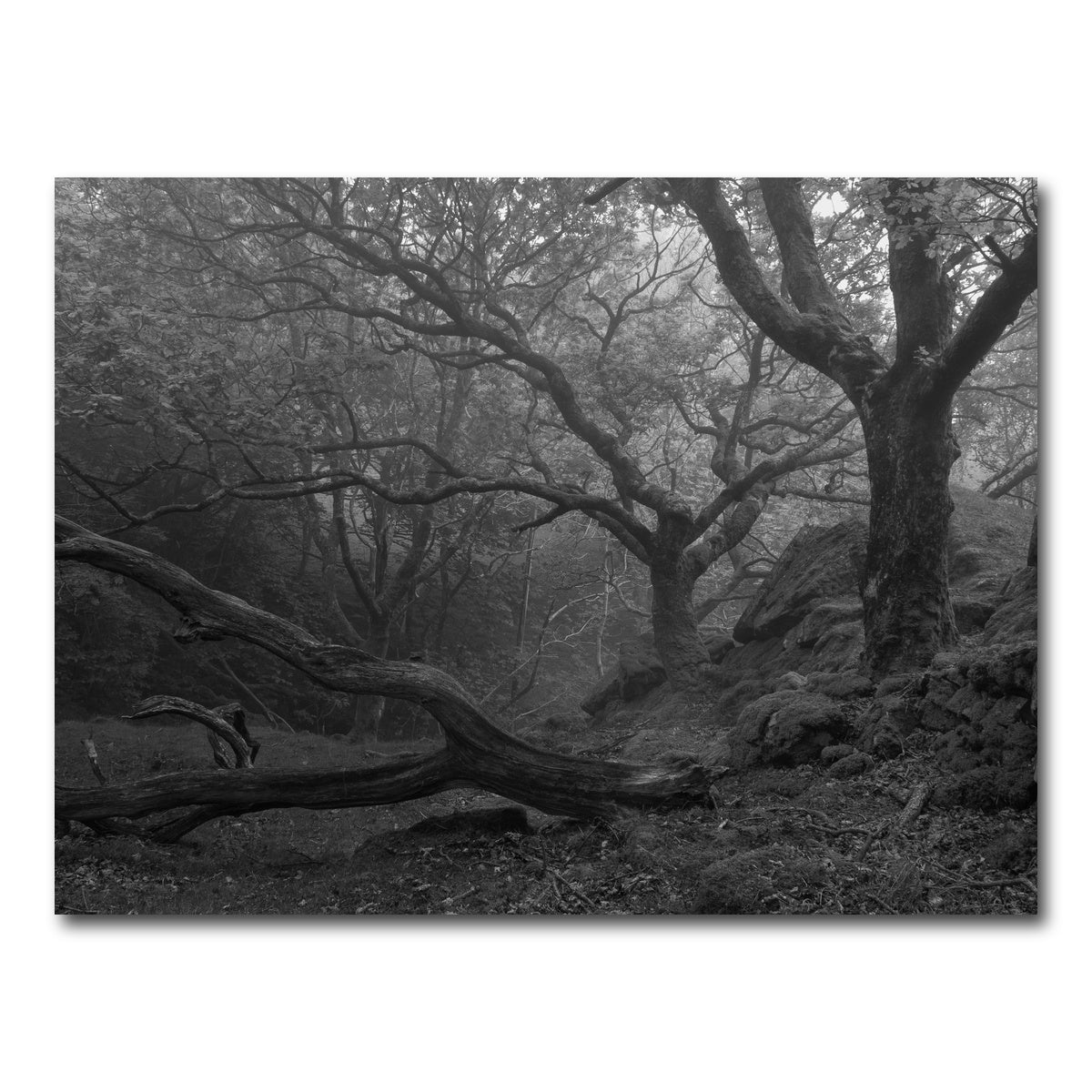 AUTO-MOCKUP WHITE | Thick Roots | 1 Piece | Gallery Wrap Canvas | group=4x3