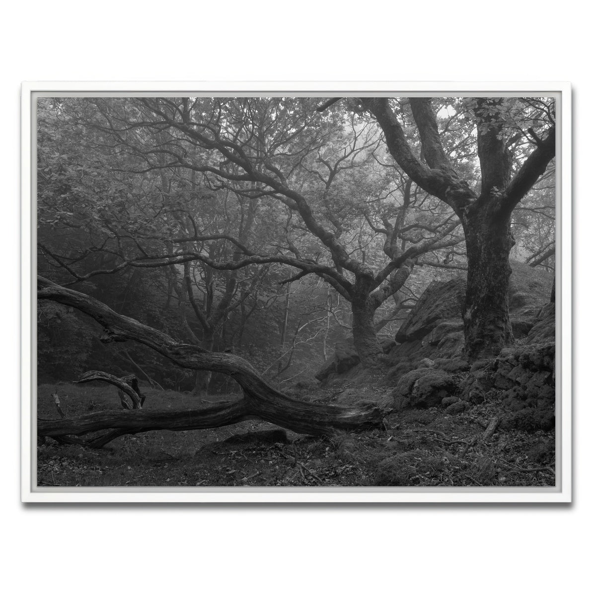 AUTO-MOCKUP WHITE | Thick Roots | 1 Piece | White Framed Canvas | group=4x3