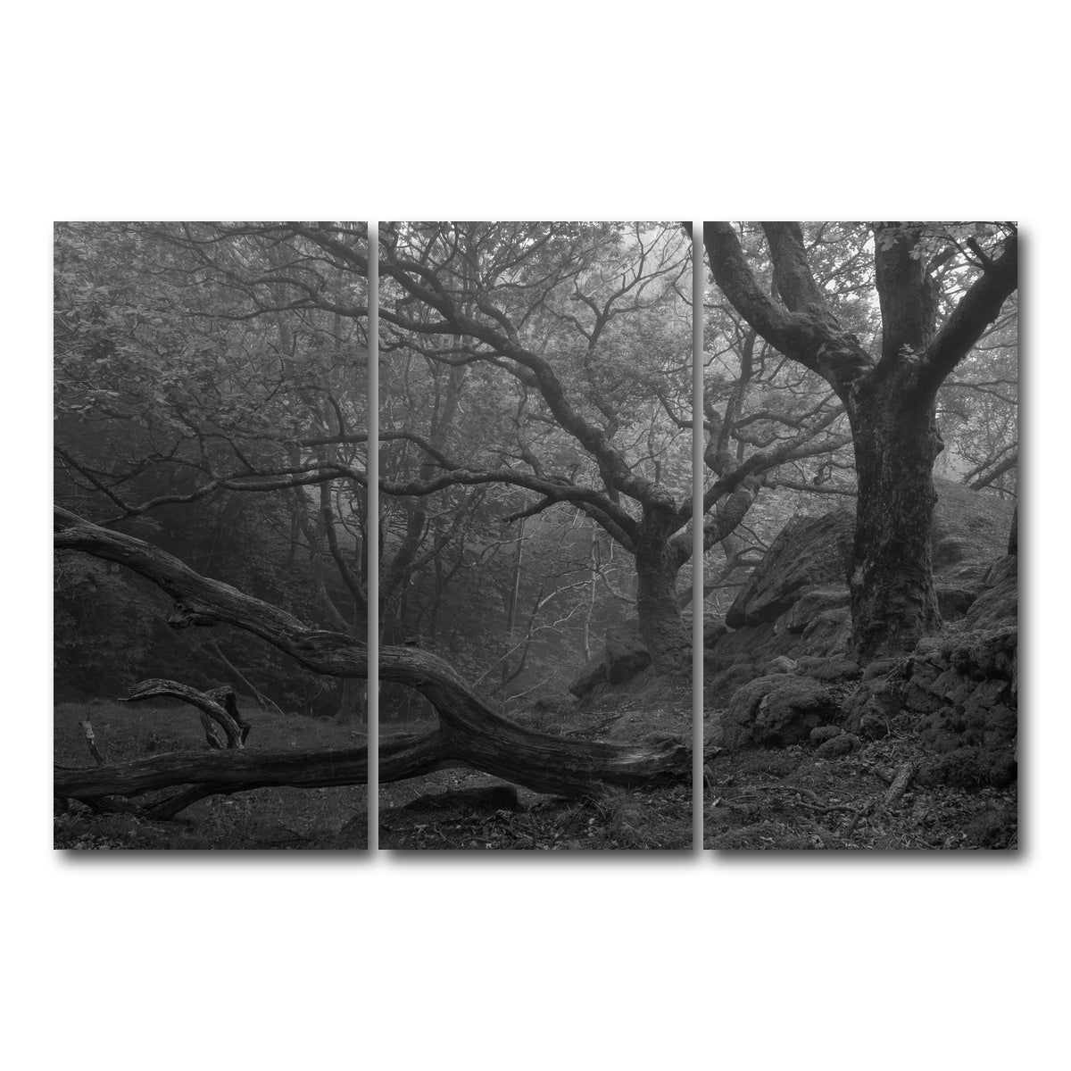 AUTO-MOCKUP WHITE | Thick Roots | 3 Piece | Gallery Wrap Canvas | group=12x24