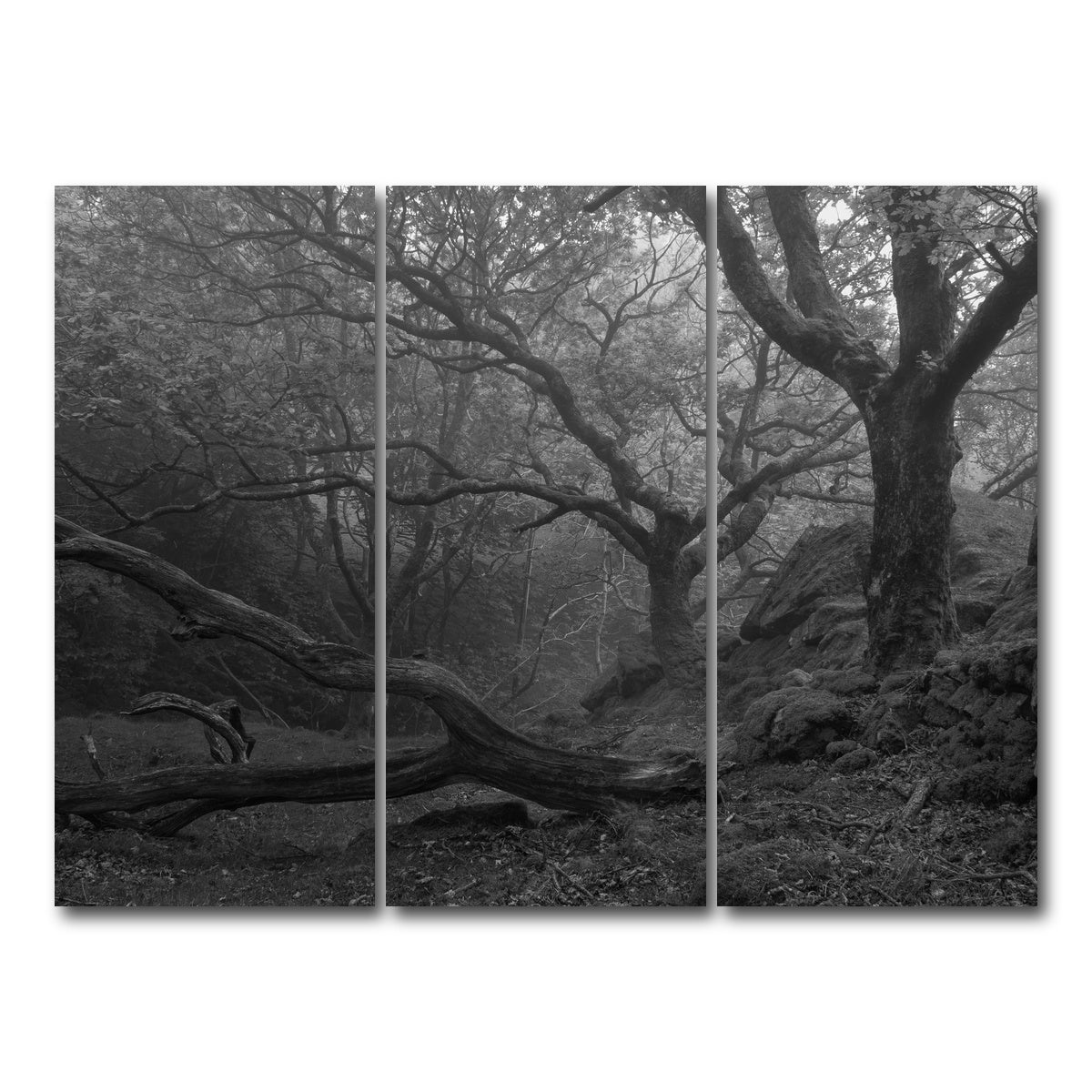 AUTO-MOCKUP WHITE | Thick Roots | 3 Piece | Gallery Wrap Canvas | group=8x18
